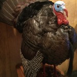 Logan's turkey